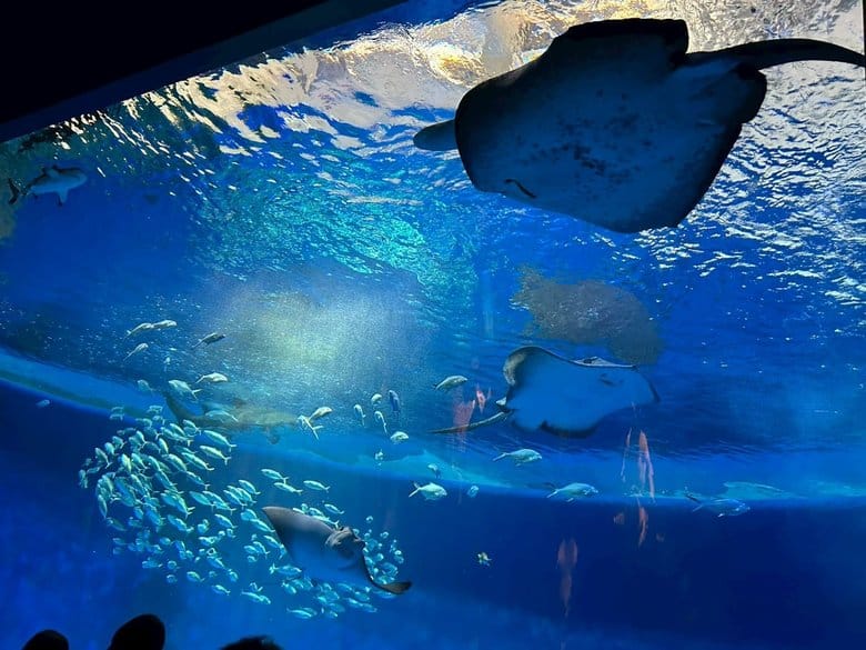 総社北サッカークラブ 募金｜お盆休みの活動報告