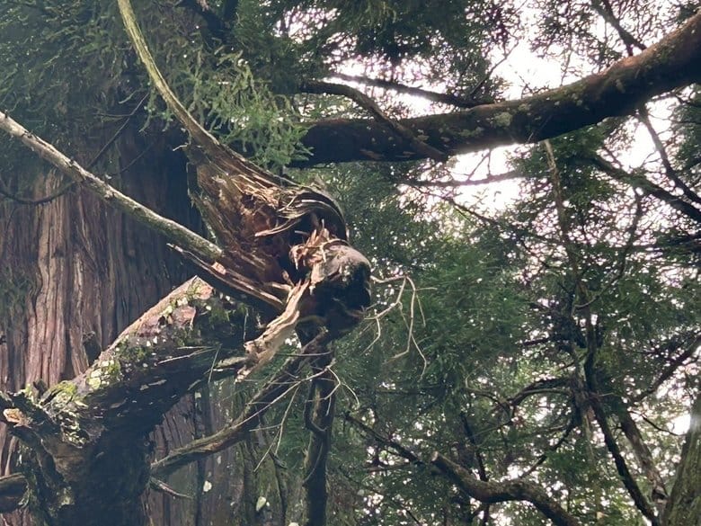 御神木の枝が龍神の姿に見える箇所